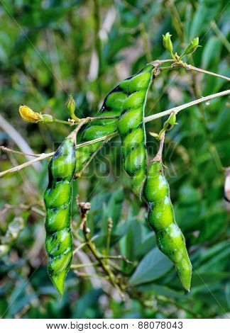 Gandules On Tree