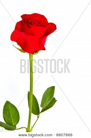 Bela flor amarela e folhas
