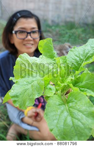 Young Woman Harvesting Clean Organic Vegetable In Home Garden Farm