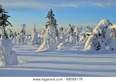 Snowy trees