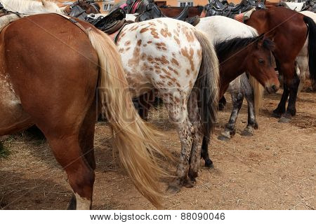 Horse farm in Mozhaysk near Moscow, Russia.