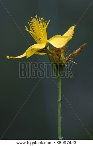 Yellow  Hypericum Perforatum Guttifere
