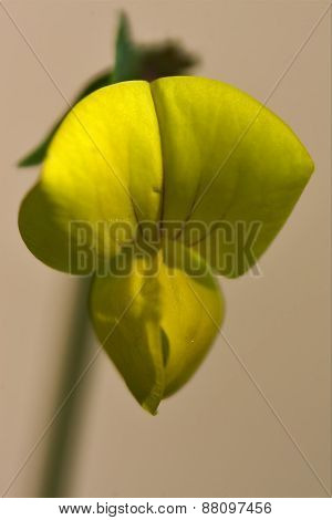 Yellow  Lotus Maritimus Leguminose Genista