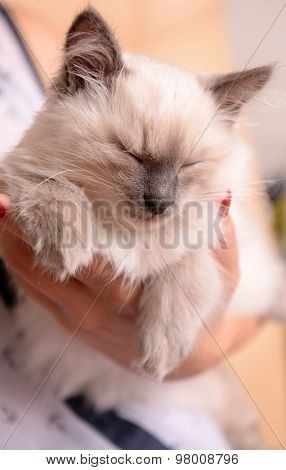Woman holding cute little kitten close up