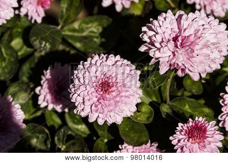 Pink Chrysanthemum