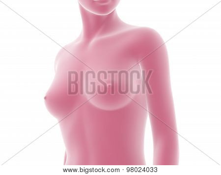 Woman Body