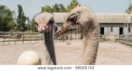 Ostrich Looking At The Ostrich Eggs At The Ostrich Farm
