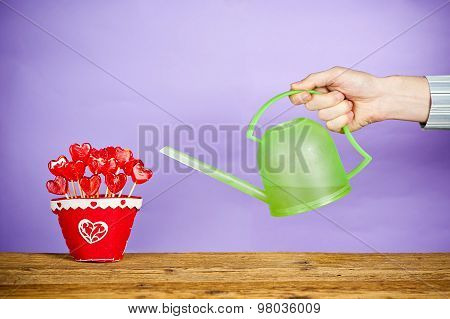 nurturing love concept: hand watering with can a red heart shape lollipops in pot