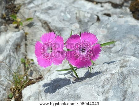 Dianthus callizonus