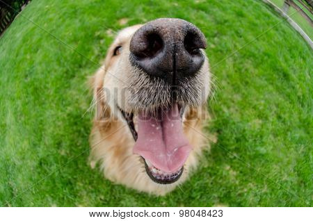 Dogs Mouth Close Up With Eyes Open