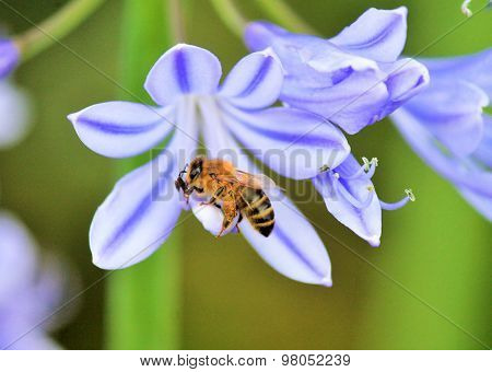 African Agapanthus (agapathus Africanus) With Bumble Bee