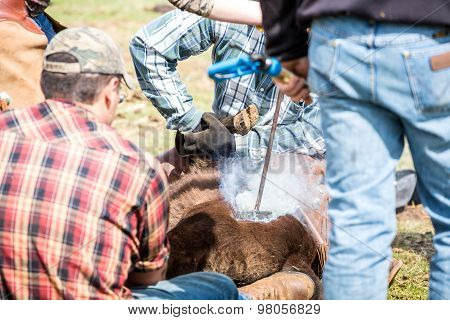 Branding Newly Born Calves On The Farm