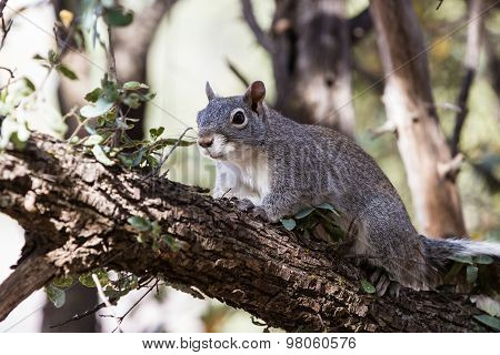 Silver - Gray Squirrel