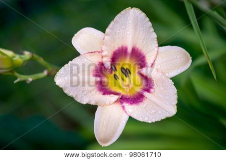 Mauve Daylily Blossom Genus Two-colored Hemerocallis