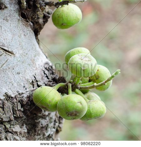 Ficus Racemosa Growing On Tree