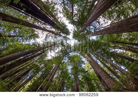 Redwood Forest