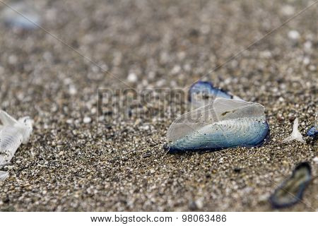 By The Wind Sailor