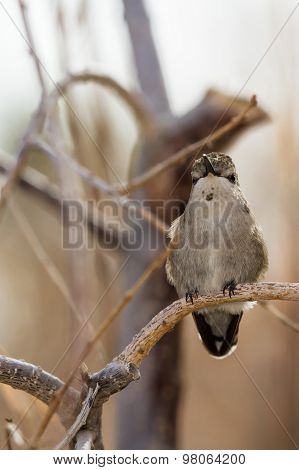 Female Black-chinned Hummingbird