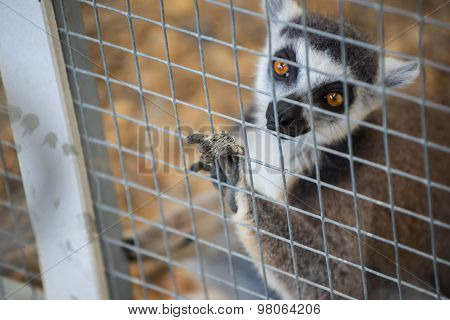 ring-tailed lemur (lemur catta) in cage.