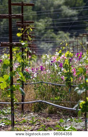 Vineyard Landscape