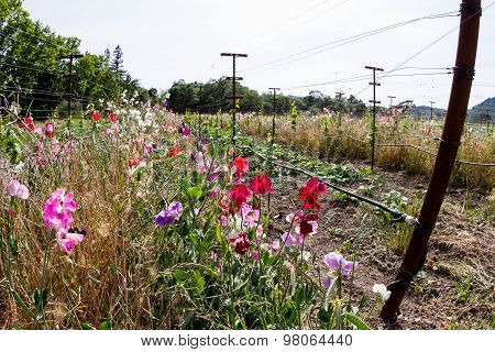 Vineyard Landscape