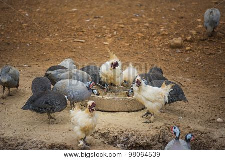guinea fowl, rooster and duck eating in farm.