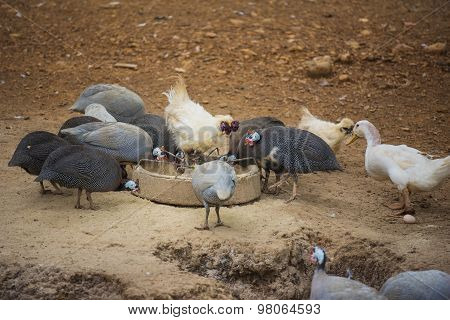 guinea fowl, rooster and duck eating in farm.