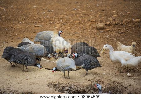 guinea fowl, rooster and duck eating in farm.