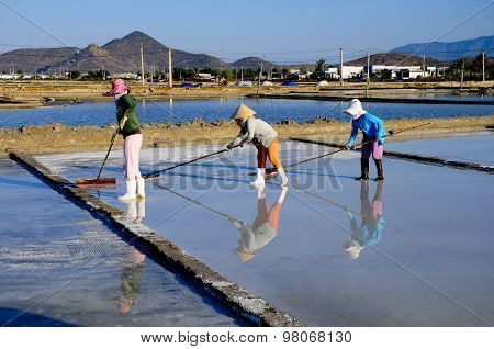 Salk workers work in salt field