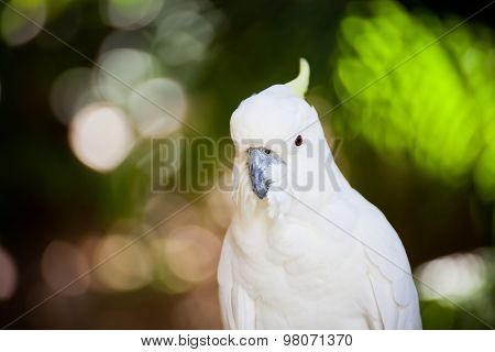 Cockatoos