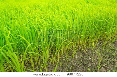 Green Rice Farm,countryside Of Thailand