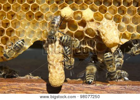 Bees And Cocoons Queens Bees