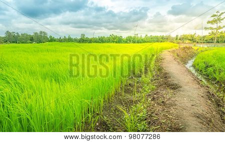The Way In Green Farm,countryside Of Thailand