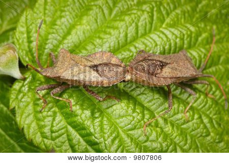 To Bugs kopulere på blad