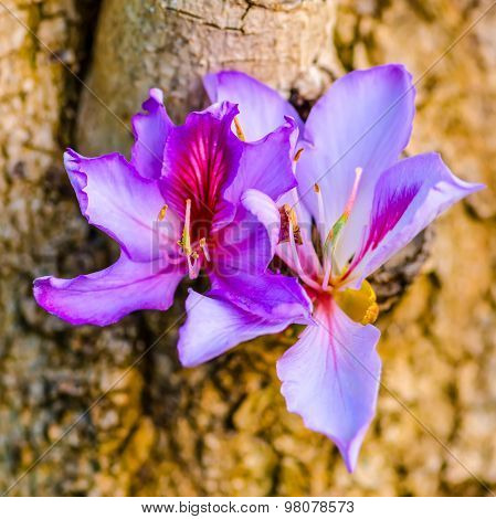 Beautiful Blooming Purple Bauhinia Purpurea Or Orchid Tree On Wood,  Closeup