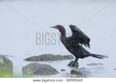Little Cormorant In Pottuvil, Sri Lanka