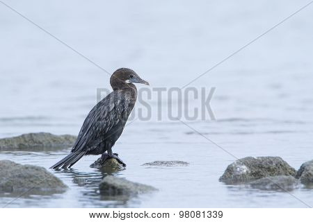 Little Cormorant In Pottuvil, Sri Lanka
