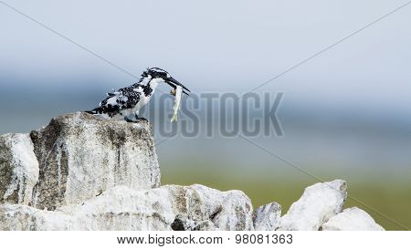 Pied Kingfisher In Pottuvil, Sri Lanka