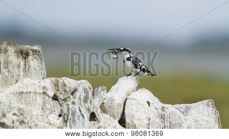 Pied Kingfisher In Pottuvil, Sri Lanka