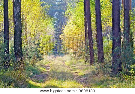 Percorsi a piedi sono nascosti nelle foreste piene di sole d'autunno.
