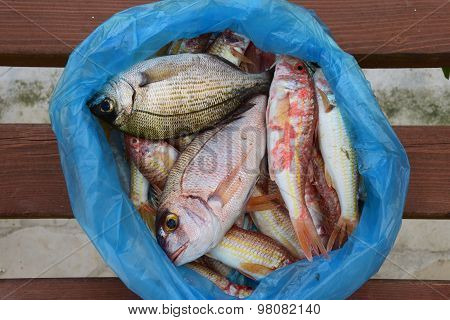 Fresh Fish