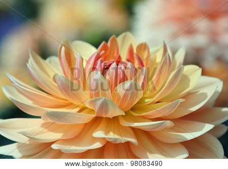 Closeup of a Beautiful Dahlia Flower in Vibrant Colors