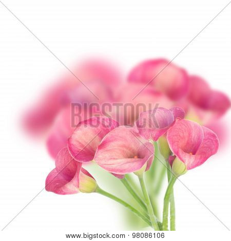 Calla lilly