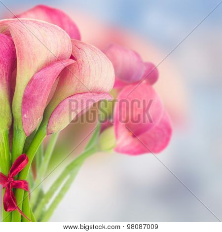 Calla lilly