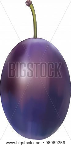 Plum With Stem