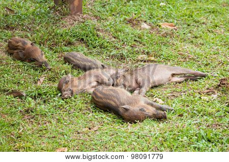 Baby wild boars sleeping on grass