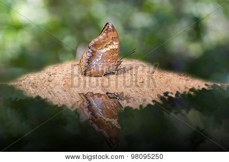 Tawny Rajah Butterfly