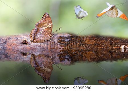 Tawny Rajah Butterfly