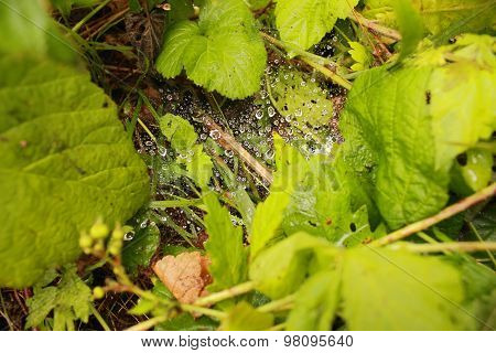 Morning dew