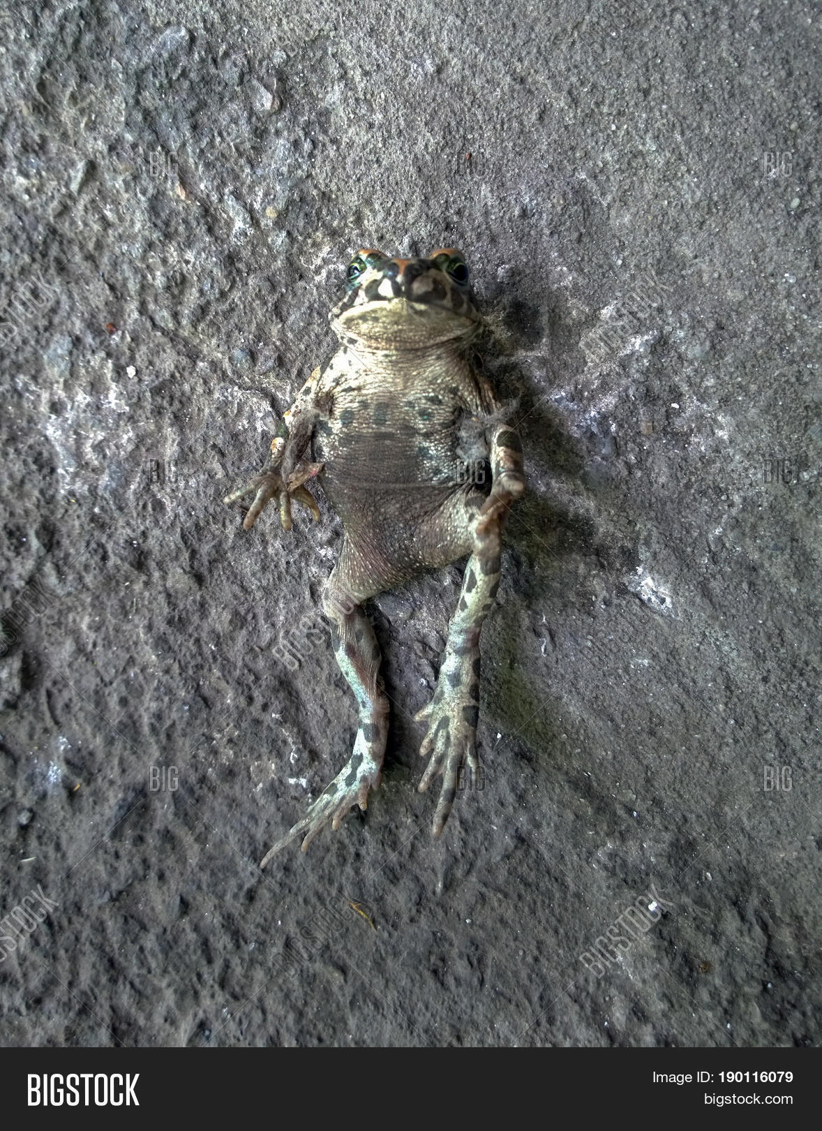 Toadish Amphibian - Common Image & Photo (Free Trial) | Bigstock